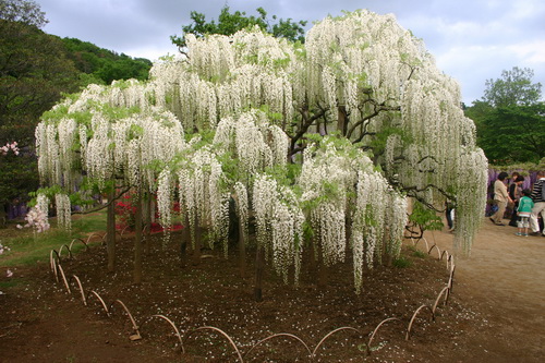 hoa-tu-dang-khoe-sac-tai-le-hoi-hoa-tu-dang-tai-nhat-ban